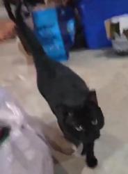 Reunited Unknown Cat last seen Dorchester St & Cedar Lawn Dr, Groveport, OH 43125