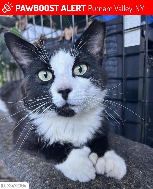 Lost Male Cat last seen Mill Street, Lovers Lane, Wilma Lane, Putnam Valley, NY 10579
