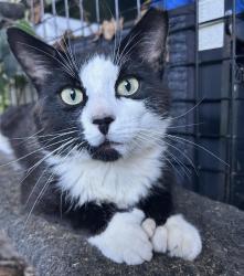 Lost Male Cat last seen Mill Street, Lovers Lane, Wilma Lane, Putnam Valley, NY 10579
