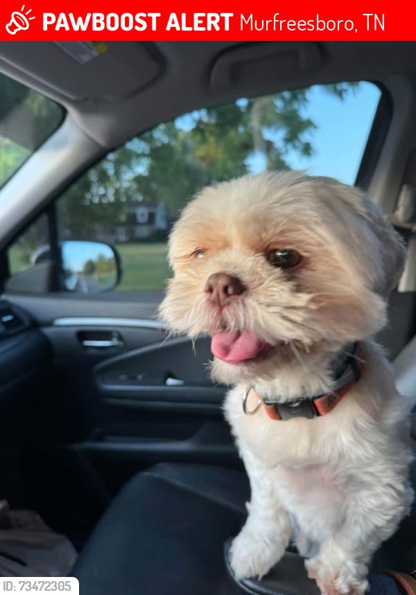 Lost Male Dog last seen Broad street and TN blvd, Murfreesboro, TN 37129