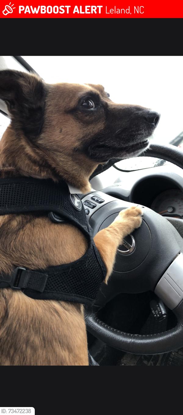 Lost Male Dog last seen Slater way leland, Leland, NC 28451