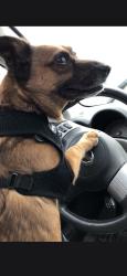 Lost Male Dog last seen Slater way leland, Leland, NC 28451