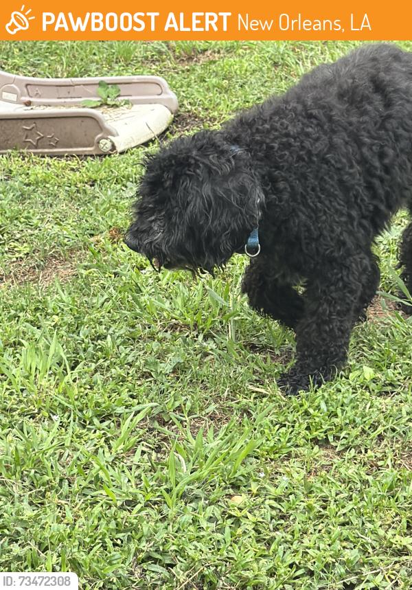 Found/Stray Unknown Dog last seen Paris and Mirabeau, New Orleans, LA 70122