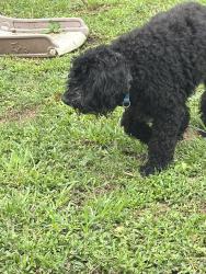 Found/Stray Unknown Dog last seen Paris and Mirabeau, New Orleans, LA 70122