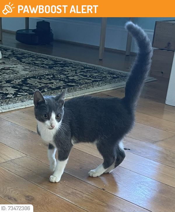 Found/Stray Unknown Cat last seen Campbells Ridge Dr SE and Snowfield Rd, Brunswick County, NC 28451