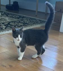 Found/Stray Unknown Cat last seen Campbells Ridge Dr SE and Snowfield Rd, Brunswick County, NC 28451