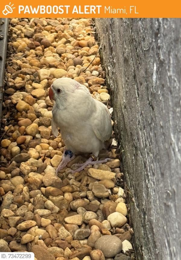 Found/Stray Unknown Bird last seen Near SW 161 terr, Miami, FL 33177