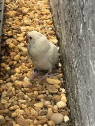 Found/Stray Unknown Bird last seen Near SW 161 terr, Miami, FL 33177
