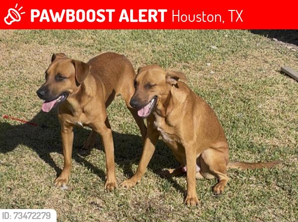 Lost Male Dog last seen Sundown Dr. 77028, Houston, TX 77028