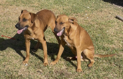Lost Male Dog last seen Sundown Dr. 77028, Houston, TX 77028