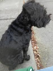 Found/Stray Unknown Dog last seen Bar triangle apts, Chico, CA 95928