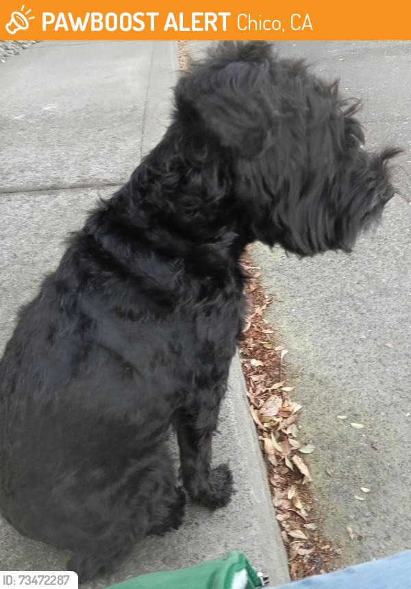 Found/Stray Unknown Dog last seen Bar triangle apts, Chico, CA 95928