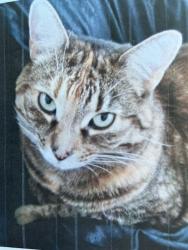 Lost Female Cat last seen Rue Florence, hawkesbury, Hawkesbury, ON K6A 0A5