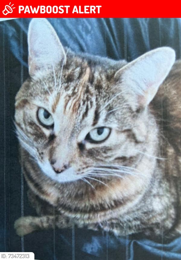 Lost Female Cat last seen Rue Florence, hawkesbury, Hawkesbury, ON K6A 0A5