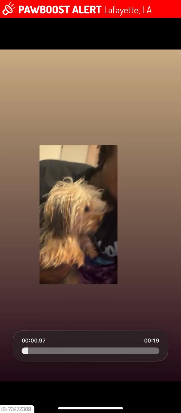 Lost Female Dog last seen Near Winsor dr Lafayette la, Lafayette, LA 70507