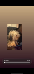 Lost Female Dog last seen Near Winsor dr Lafayette la, Lafayette, LA 70507