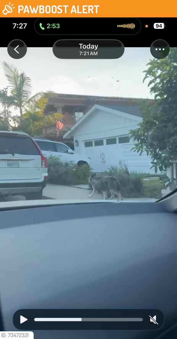 Found/Stray Unknown Dog last seen Manhattan beach between 8th to 10th st, toward aviation blvd, Manhattan Beach, CA 90266