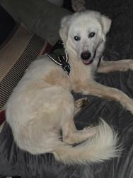 Lost Male Dog last seen Goucher, Gaffney, SC 29340