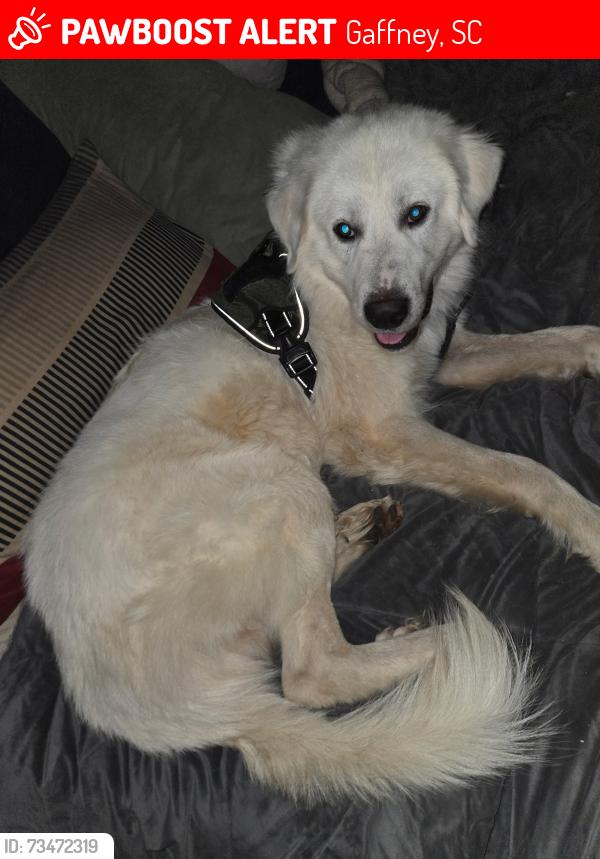Lost Male Dog last seen Goucher, Gaffney, SC 29340