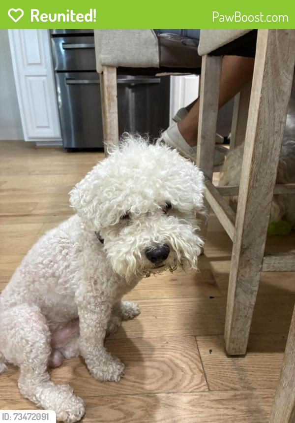 Reunited Male Dog last seen Kinkaid Dr, Dallas, TX 75220, USA, Dallas, TX 75220