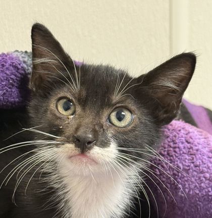 Shelter Stray Male Cat last seen Enloe Dr and JC Long Dr, Brazos County, TX, 5359 Leonard Rd, Bryan, TX 77807, USA
