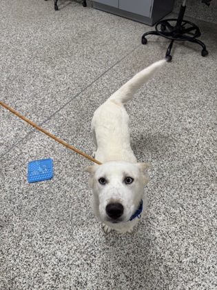 Shelter Stray Female Dog last seen Fairfax, VA 22031, Highland Ln & Overbrook Rd, Fairfax County, VA, 4500 West Ox Rd, Fairfax, VA 22030, USA