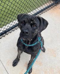 Shelter Stray Female Dog last seen Near Demooney Rd, South Fulton, GA, 1251 Fulton Industrial Blvd NW, Atlanta, GA 30336, USA