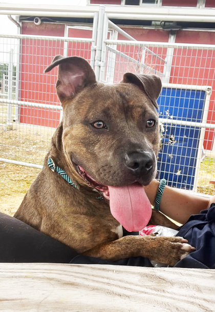 Shelter Stray Female Dog last seen Near congregation st, Union City, GA, 1251 Fulton Industrial Blvd NW, Atlanta, GA 30336, USA