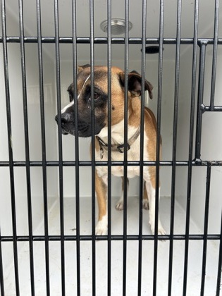 Shelter Stray Unknown Dog last seen Near oakley industrial blvd, Union City, GA, 1251 Fulton Industrial Blvd NW, Atlanta, GA 30336, USA