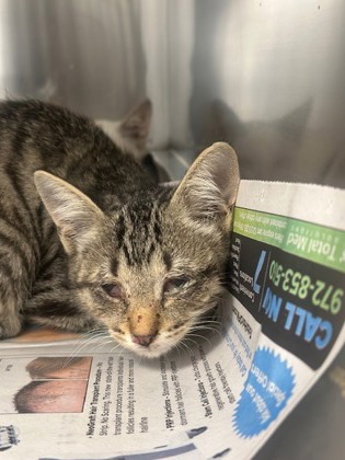 Shelter Stray Female Cat last seen Credit Union Gross Rd., 75149, TX, 1650 Gross Rd, Mesquite, TX 75149, USA