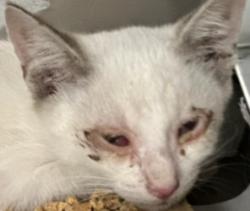Shelter Stray Male Cat last seen Credit Union Gross Rd., 75149, TX, 1650 Gross Rd, Mesquite, TX 75149, USA
