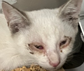Shelter Stray Male Cat last seen Credit Union Gross Rd., 75149, TX, 1650 Gross Rd, Mesquite, TX 75149, USA