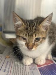 Shelter Stray Male Cat last seen Credit Union Gross Rd., 75149, TX, 1650 Gross Rd, Mesquite, TX 75149, USA