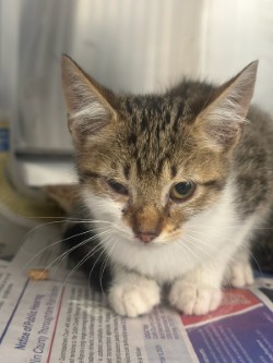 Shelter Stray Male Cat last seen Credit Union Gross Rd., 75149, TX, 1650 Gross Rd, Mesquite, TX 75149, USA