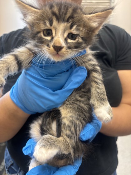 Shelter Stray Female Cat last seen Near Obsidian PL, 75181, TX, 1650 Gross Rd, Mesquite, TX 75149, USA