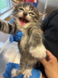 Shelter Stray Male Cat last seen Near Obsidian PL, 75181, TX, 1650 Gross Rd, Mesquite, TX 75149, USA