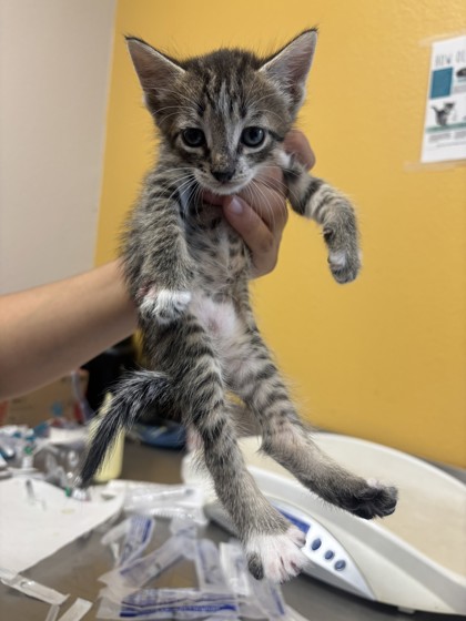 Shelter Stray Male Cat last seen Near Obsidian PL, 75181, TX, 1650 Gross Rd, Mesquite, TX 75149, USA