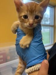 Shelter Stray Male Cat last seen Near Obsidian PL, 75181, TX, 1650 Gross Rd, Mesquite, TX 75149, USA