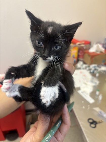 Shelter Stray Female Cat last seen Near Obsidian PL, 75181, TX, 1650 Gross Rd, Mesquite, TX 75149, USA