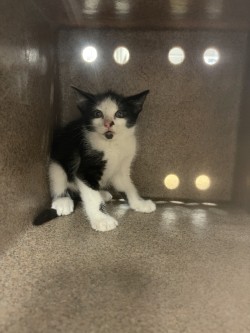 Shelter Stray Unknown Cat last seen Near Debra Dr, 75149, TX, 1650 Gross Rd, Mesquite, TX 75149, USA