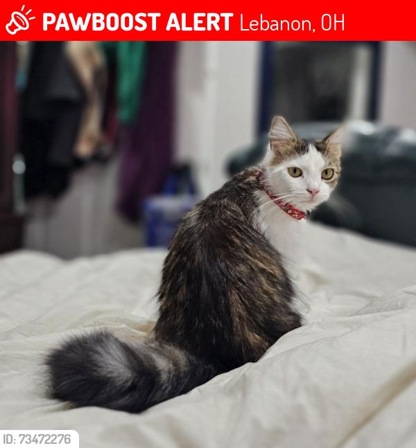 Lost Male Cat last seen hmstd dr and leather leaf, Lebanon, OH 45036