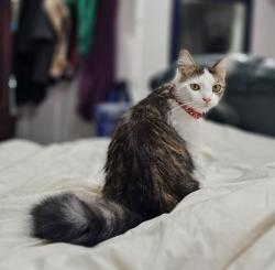 Lost Male Cat last seen hmstd dr and leather leaf, Lebanon, OH 45036