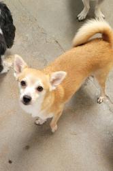 Lost Female Dog last seen Shenendoah, San Marino, CA 91108