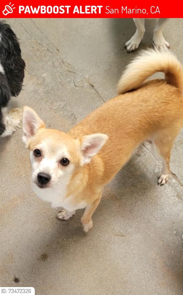 Lost Female Dog last seen Shenendoah, San Marino, CA 91108