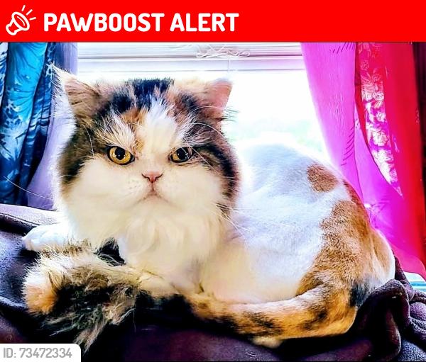 Lost Female Cat last seen Twin ridge drive and Hilltop, Jefferson County, MO 63016