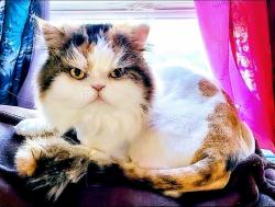 Lost Female Cat last seen Twin ridge drive and Hilltop, Jefferson County, MO 63016