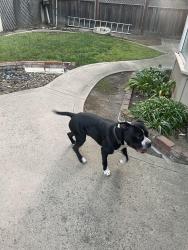 Found/Stray Unknown Dog last seen Pennsylvania & McKinnon, Salinas, CA 93906
