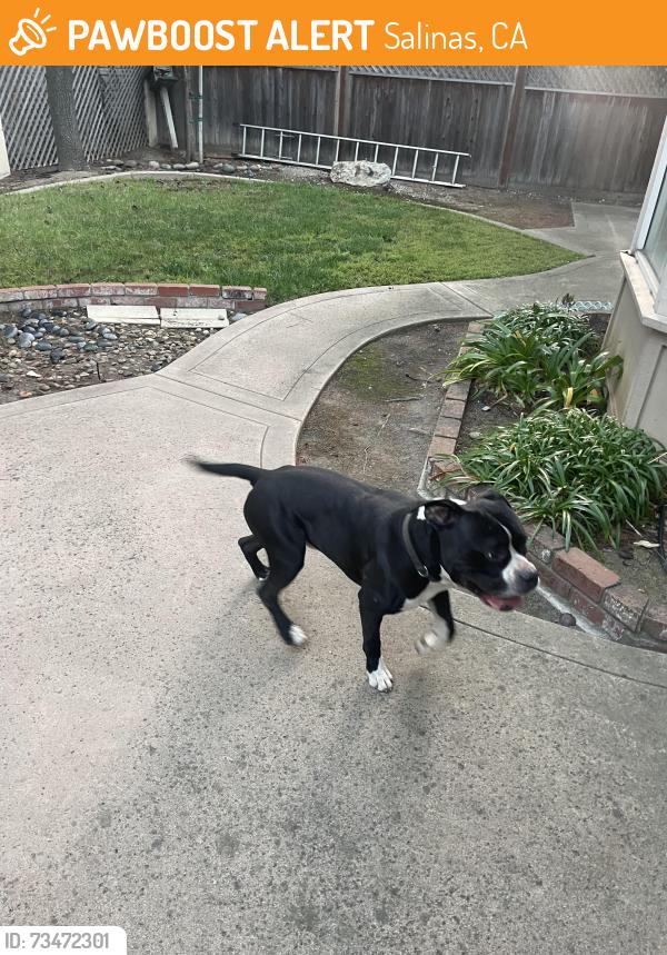 Found/Stray Unknown Dog last seen Pennsylvania & McKinnon, Salinas, CA 93906