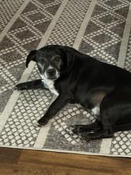 Reunited Male Dog last seen Muirfield Dr, Turnberry, Navarre, FL 32566