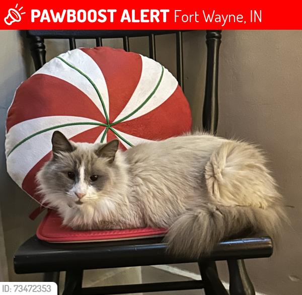 Lost Female Cat last seen S Harrison st and W Darrow ave, Fort Wayne, IN 46807